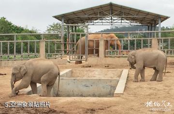 東莞香市動物園-亞洲象照片