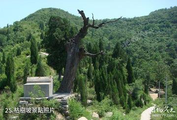 滎陽環翠峪風景區-枯樹坡照片