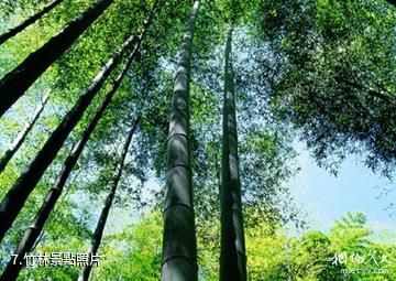 杭州綠景塘生態農業觀光園-竹林照片