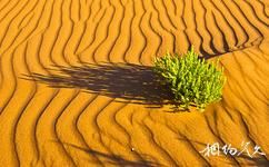 阿拉善盟巴丹吉林沙漠旅游攻略之沙地植物
