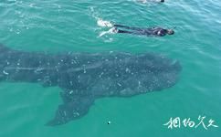 澳大利亚珀斯旅游攻略之鲨鱼湾