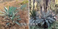 攀枝花苏铁国家级自然保护区驴友相册