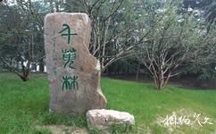 扬州茱萸湾公园旅游攻略之千萸林