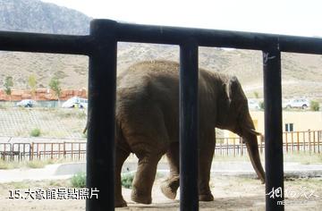 新疆天山野生動物園-大象館照片