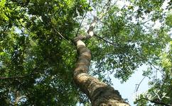 海南兴隆热带植物园旅游攻略之经济林木区