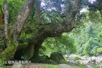 株洲神農谷國家森林公園-樹抱石照片