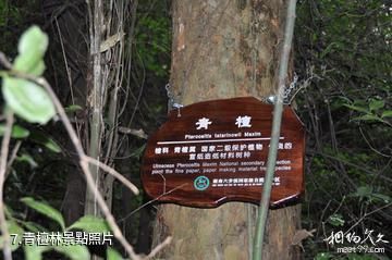 湖南六步溪國家級自然保護區-青檀林照片