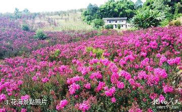 重慶巴南天坪山雲林天鄉景區-花海照片