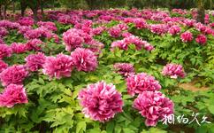 洛阳市中国国花园旅游攻略之紫根牡丹广场