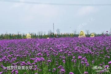 上海紫海鹭缘浪漫庄园-普罗旺斯薰衣草照片