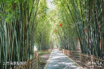 肇慶綏江竹海生態旅遊區-竹海照片