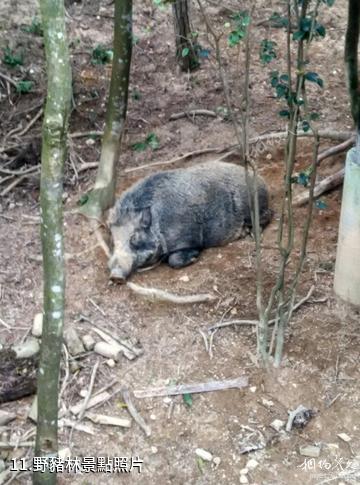 揭陽廣東望天湖生態旅遊度假區-野豬林照片