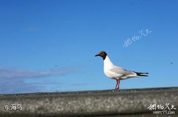英国侏罗纪海岸-海鸟照片