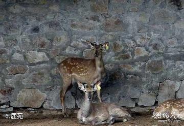 哈尔滨玉泉国际狩猎场-鹿苑照片