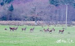 爱尔兰基拉尼国家公园旅游攻略之本地红鹿
