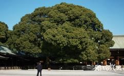 東京明治神宮旅遊攻略之植物景觀