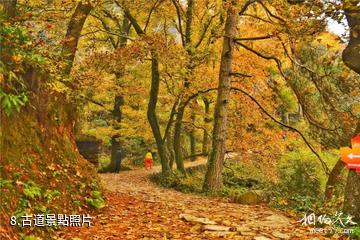 天台南屏旅遊景區-古道照片