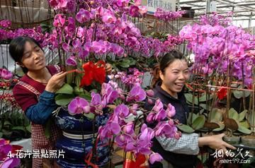 天津張家窩食用菌休閑園-花卉照片