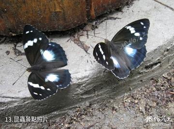黑龍江涼水自然保護區-昆蟲照片