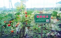 怀化九丰现代农博园旅游攻略之绿色蔬果栽培