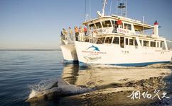 澳大利亞傑維斯灣旅遊攻略之觀鯨