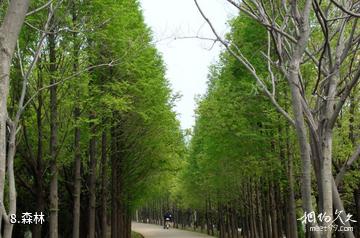 宿州五柳风景名胜区-森林照片