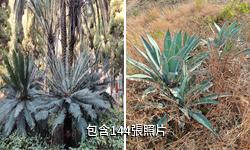 攀枝花蘇鐵國家級自然保護區驢友相冊