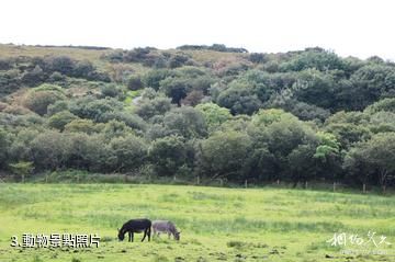 愛爾蘭康尼馬拉國家公園-動物照片