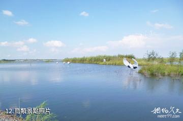 哈爾濱呼蘭河口濕地公園-鳥類照片