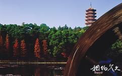 深圳仙湖植物园旅游攻略之桫椤湖