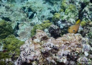 美属维尔京群岛国家公园-珊瑚照片
