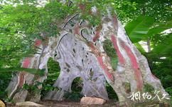 中科院华南植物园旅游攻略之洞天树