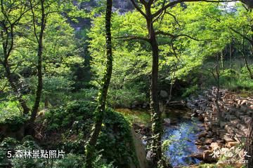 海陽招虎山國家森林公園-森林照片