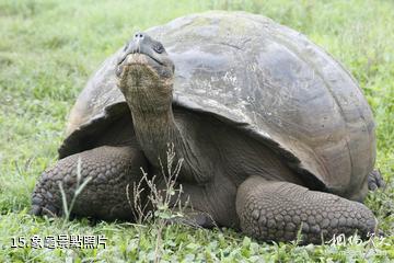 厄瓜多加拉帕戈斯群島-象龜照片