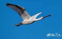 會南會澤黑頸鶴國家級自然保護區旅遊攻略之白琵鷺