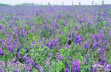 門頭溝黃芩仙谷景區-黃芩照片