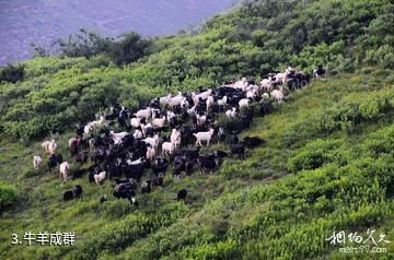 沁水示范牧场-牛羊成群照片