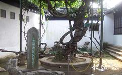 蘇州博物館旅遊攻略之古樹