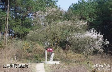 達州烏梅山旅遊景區-烏梅照片