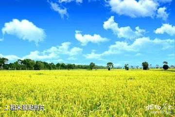 上海東禾九穀開心農場旅遊區-稻米照片