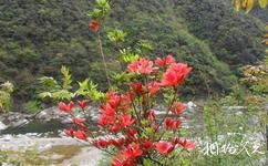 汉中天台森林公园旅游攻略之山野花开