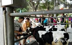 深圳光明农场大观园旅游攻略之亲牛园