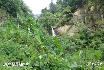 洪江雪峰山風景區-植物照片