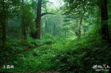 江西九连山国家森林公园-森林照片