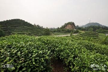 重庆永川茶山竹海旅游景区-茶山照片