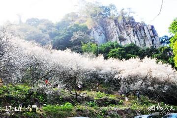广州从化石门国家森林公园-石门香雪照片
