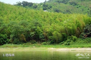 宁波上林湖景区-杨梅林照片