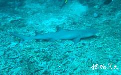 馬來西亞西巴丹島旅遊攻略之鯊魚