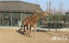 东营黄河三角洲动物乐园旅游攻略之长颈鹿