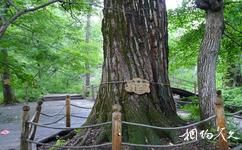 大亮子河國家森林公園旅遊攻略之巨樹島